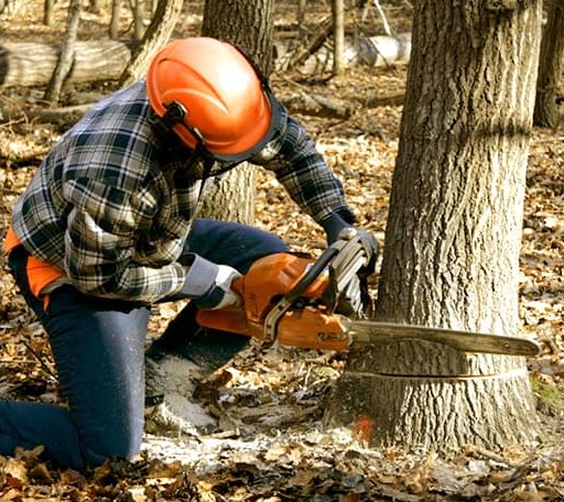 Tree Removal in Arnett, OK